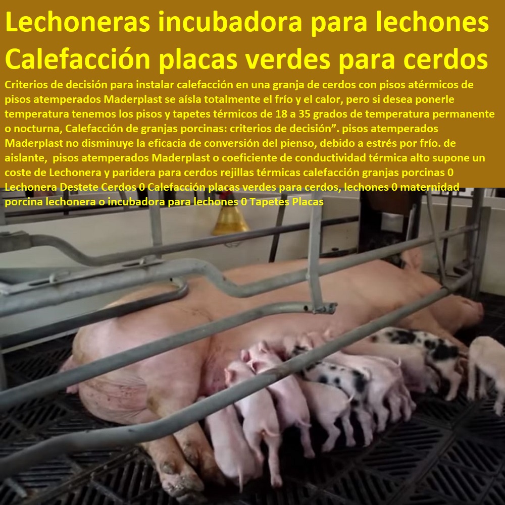 Lechonera y paridera para cerdos rejillas térmicas calefacción granjas porcinas 0 Lechonera Destete Cerdos 0 Calefacción placas verdes para cerdos, lechones 0 maternidad porcina lechonera o incubadora para lechones 0 ceba, engorde cerdos, porqueriza cría de lechones, pisos jaulas comederos, porcicultura jaulas, corrales, parideras, porcinas corral, gestación cerdas, parto cerda, lechonera, destete, jaula pre ceba porcinos, corraleja, Tapetes Placas Lechonera y paridera para cerdos rejillas térmicas calefacción granjas porcinas 0 Lechonera Destete Cerdos 0 Calefacción placas verdes para cerdos, lechones 0 maternidad porcina lechonera o incubadora para lechones 0 Tapetes Placas